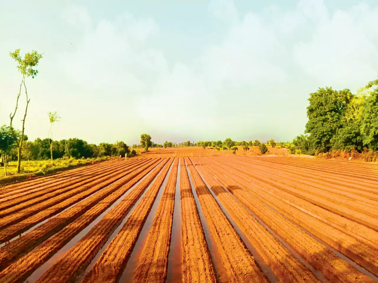 PQNK can change every country's economy from importing foods and commodities to exporting the food produced more than population need, thus bringing prosperity not only to the farmers but to all the people.The Science Of Natural Farming