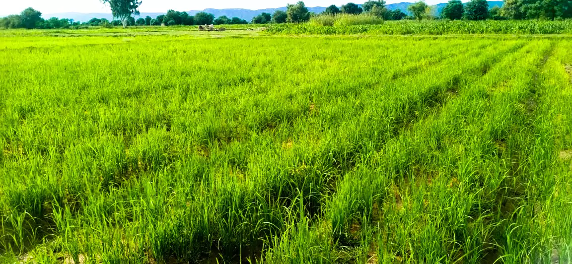 The Science Of Natural Farming