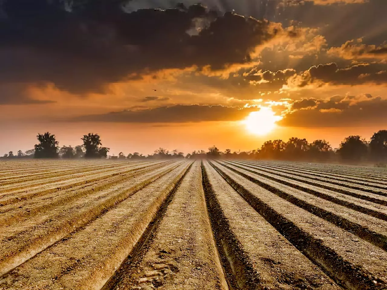 The Science Of Natural Farming